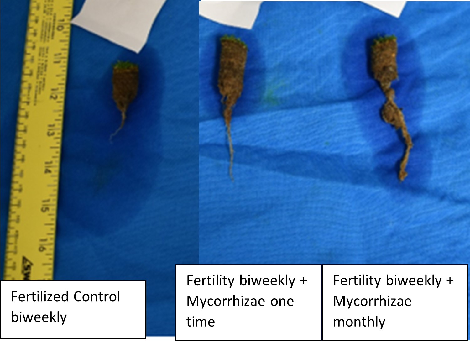 Cooperative Connection: Turf and Mycorrhizae Fungi